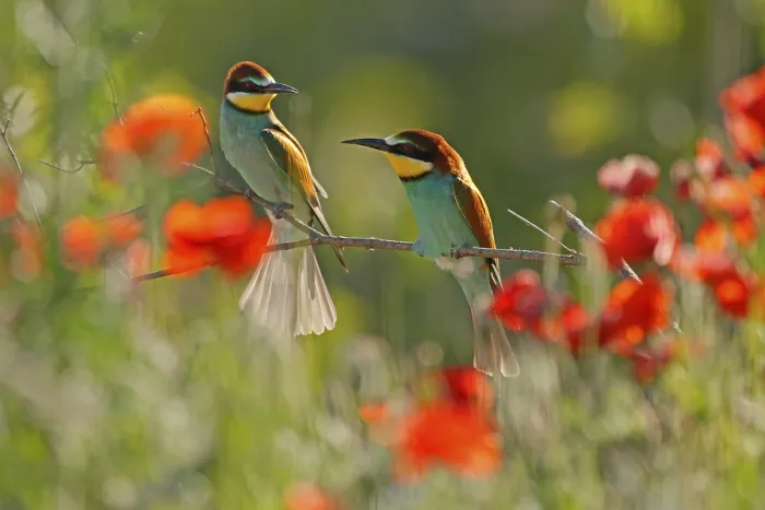 Stampa con cornice : Merlo (Merops apiaster) seduto su un ramo. Stampa con cornice : Merlo (Merops apiaster) seduto su un ramo.