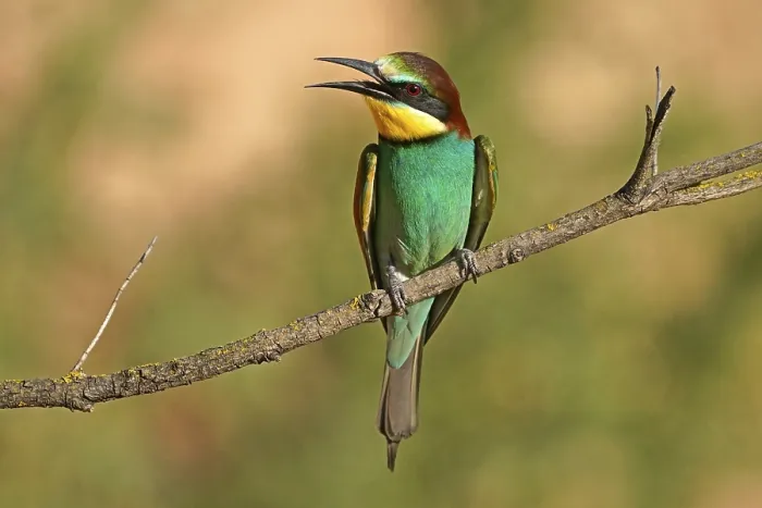 Stampa con cornice : Merlo (Merops apiaster) seduto su un ramo.