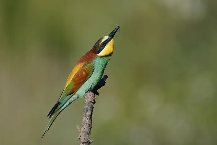 Stampa con cornice : Merlo (Merops apiaster) seduto su un ramo. Stampa con cornice : Merlo (Merops apiaster) seduto su un ramo.