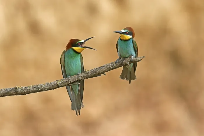 Stampa con cornice : Merops apiaster (merlo acchiappapioggia) seduto su un ramo.