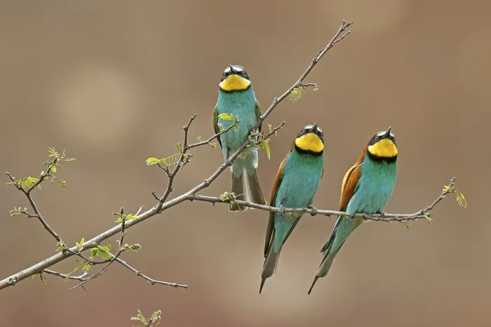 Stampa con cornice : Merlo (Merops apiaster) seduto su un ramo. Stampa con cornice : Merlo (Merops apiaster) seduto su un ramo.