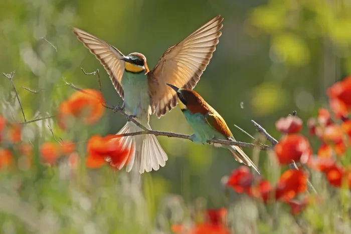 Stampa con cornice : Merlo (Merops apiaster) seduto su un ramo. Stampa con cornice : Merlo (Merops apiaster) seduto su un ramo.