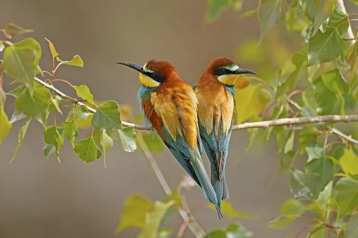 Stampa con cornice : Merlo (Merops apiaster) seduto su un ramo.
