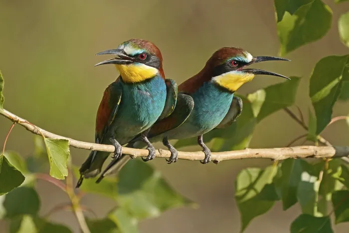 Stampa con cornice : Merlo (Merops apiaster) seduto su un ramo.