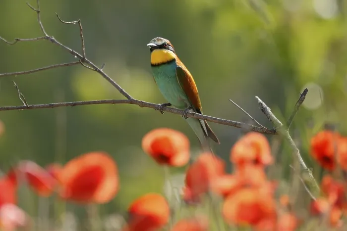 Stampa con cornice : Meropide (Merops apiaster) seduto su un ramo.