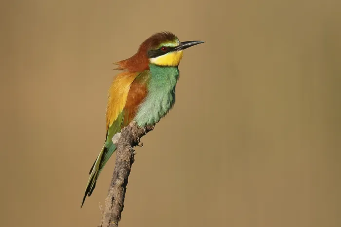 Stampa con cornice : Merlo (Merops apiaster) seduto su un ramo.