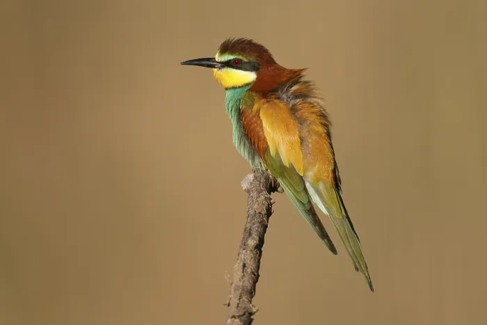 Stampa con cornice : Merlo (Merops apiaster) seduto su un ramo.