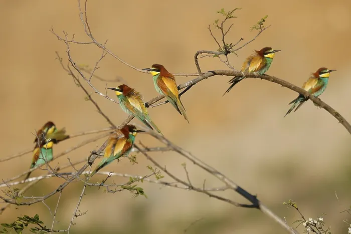 Stampa con cornice : Merlo (Merops apiaster) seduto su un ramo.