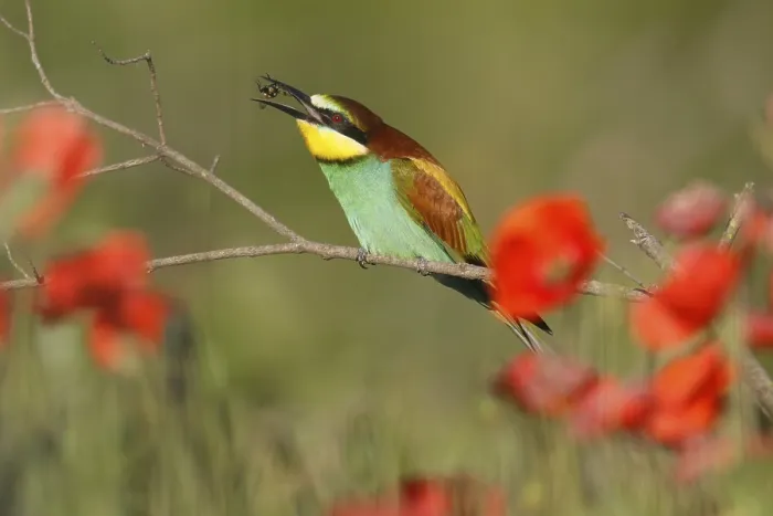 Stampa con cornice : Merlo (Merops apiaster) seduto su un ramo.