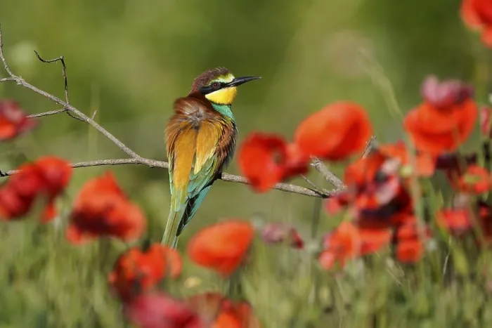 Stampa con cornice : Merlo (Merops apiaster) seduto su un ramo. Stampa con cornice : Merlo (Merops apiaster) seduto su un ramo.