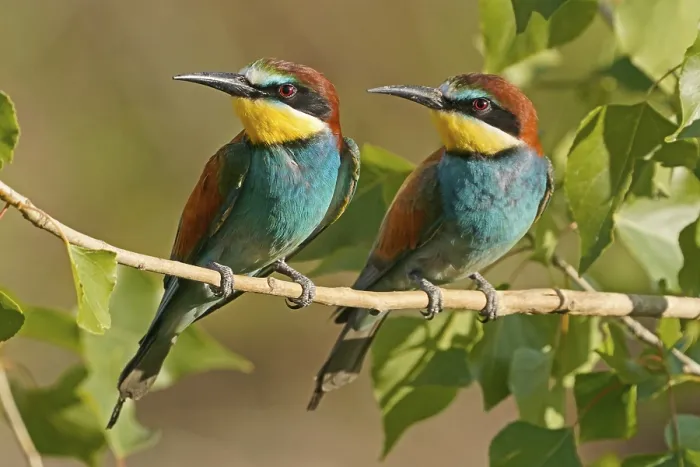Stampa con cornice : Merlo (Merops apiaster) seduto su un ramo.
