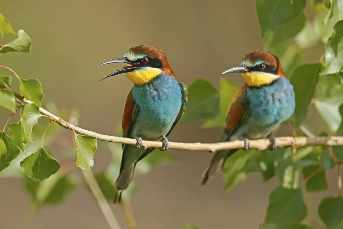 Stampa con cornice : Meropide (Merops apiaster) seduto su un ramo. Stampa con cornice : Meropide (Merops apiaster) seduto su un ramo.