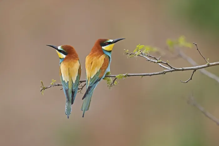 Stampa con cornice : Merlo (Merops apiaster) seduto su un ramo.