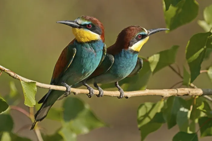 Stampa con cornice : Merlo (Merops apiaster) seduto su un ramo. Stampa con cornice : Merlo (Merops apiaster) seduto su un ramo.