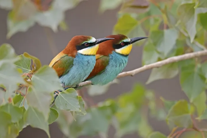 Stampa con cornice : Merlo (Merops apiaster) seduto su un ramo.