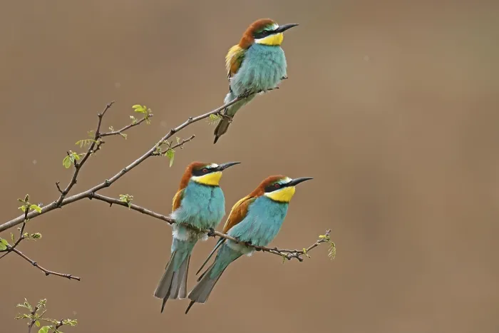 Stampa con cornice : Merlo (Merops apiaster) seduto su un ramo.