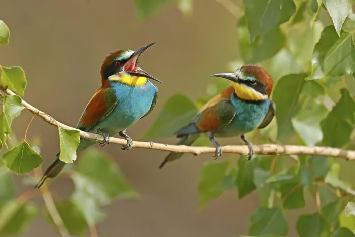 Stampa con cornice : Meropide (Merops apiaster) seduto su un ramo.