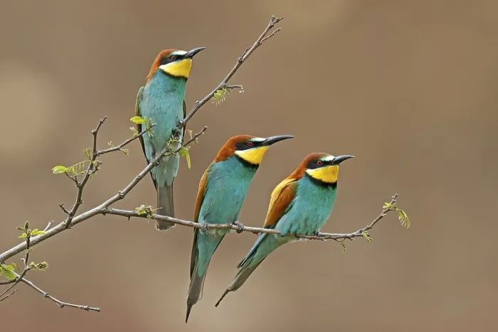 Stampa con cornice : Merlo (Merops apiaster) seduto su un ramo. Stampa con cornice : Merlo (Merops apiaster) seduto su un ramo.