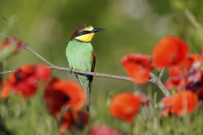 Stampa con cornice : Merlo (Merops apiaster) seduto su un ramo. Stampa con cornice : Merlo (Merops apiaster) seduto su un ramo.