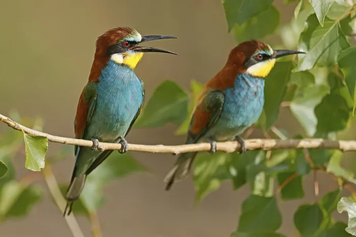 Stampa con cornice : Merlo (Merops apiaster) seduto su un ramo. Stampa con cornice : Merlo (Merops apiaster) seduto su un ramo.