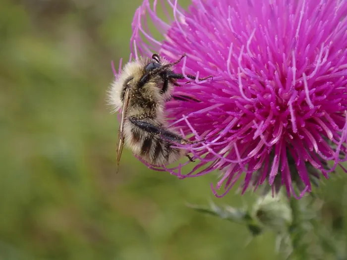 Stampa con cornice : Api su un fiore. Stampa con cornice : Api su un fiore.