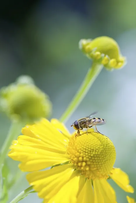 Stampa con cornice : Api su fiore. Stampa con cornice : Api su fiore.