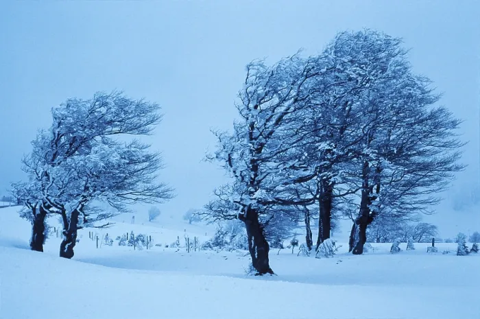 Stampa con cornice : I betti in inverno Stampa con cornice : I betti in inverno