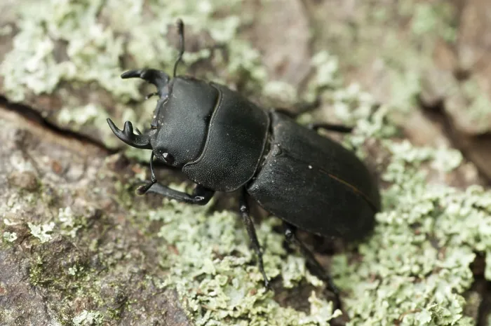 Stampa con cornice : Scarabeo scarabeo, dorcus parallelipipedus.