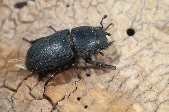 Stampa con cornice : Scarabeo scarabeo, dorcus parallelipipedus. Stampa con cornice : Scarabeo scarabeo, dorcus parallelipipedus.