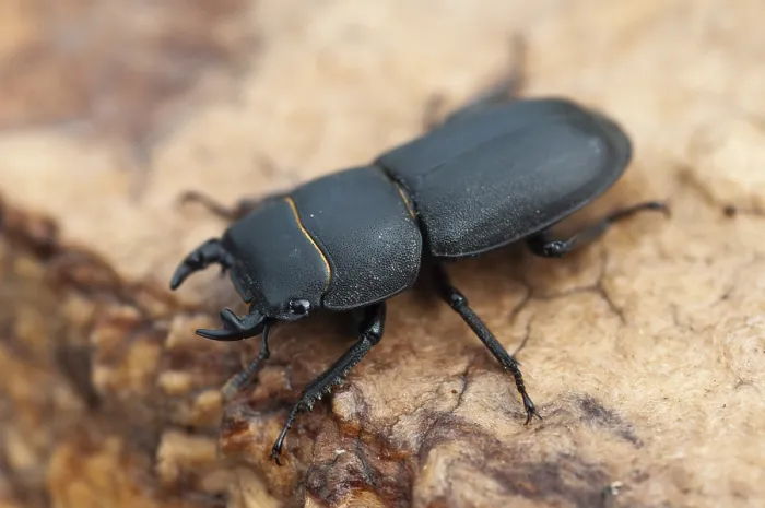 Stampa con cornice : Cicala cicala, dorcus parallelipipedus. Stampa con cornice : Cicala cicala, dorcus parallelipipedus.