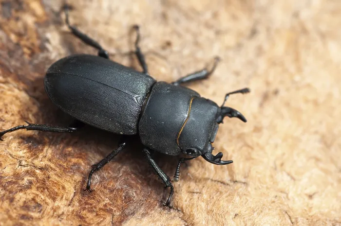Stampa con cornice : Cicala cicala, dorcus parallelipipedus. Stampa con cornice : Cicala cicala, dorcus parallelipipedus.