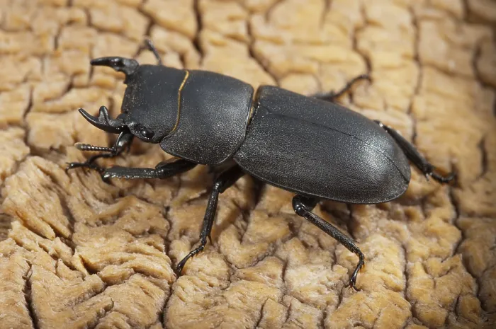 Stampa con cornice : Cicala cicala, dorcus parallelipipedus. Stampa con cornice : Cicala cicala, dorcus parallelipipedus.