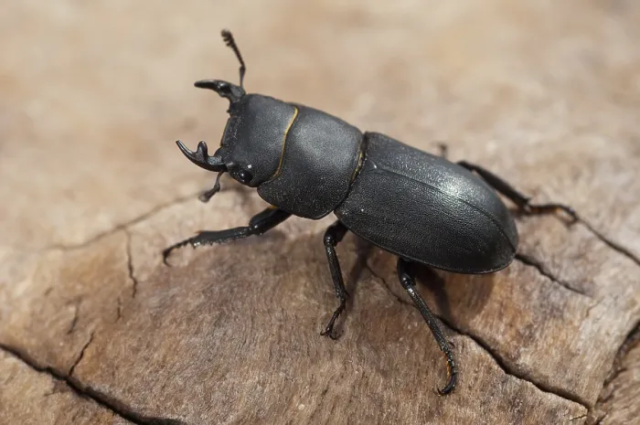 Stampa con cornice : Scarabeo scarabeo, dorcus parallelipipedus. Stampa con cornice : Scarabeo scarabeo, dorcus parallelipipedus.