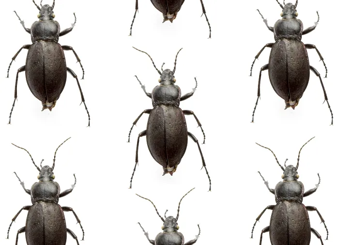 Stampa con cornice : Molti coleotteri. Stampa con cornice : Molti coleotteri.