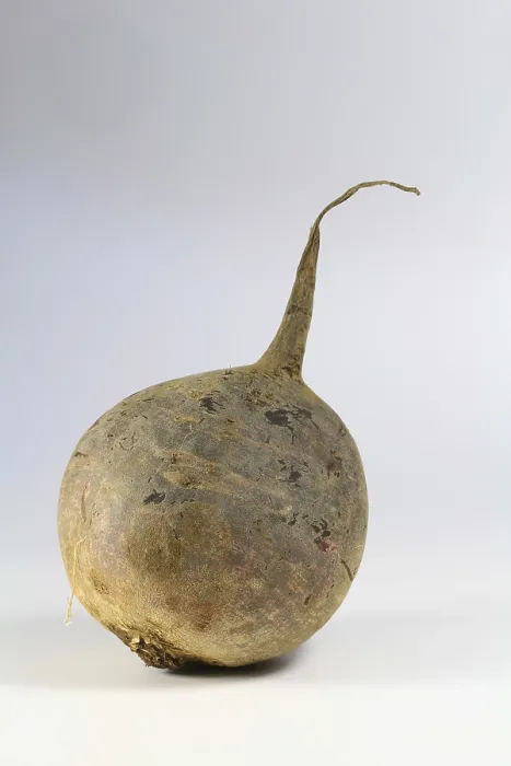Stampa con cornice : Beetroot Stampa con cornice : Beetroot
