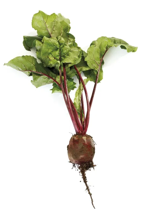Stampa con cornice : Beetroot Stampa con cornice : Beetroot