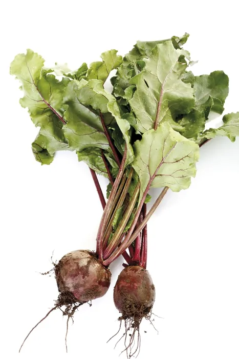 Stampa con cornice : Beetroot Stampa con cornice : Beetroot