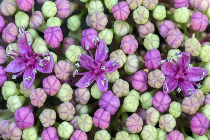 Stampa con cornice : Hydrangea a foglie grandi (Hydrangea macrophylla)