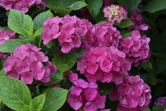 Stampa con cornice : Igelletto Hydrangea (Hydrangea macrophylla) Stampa con cornice : Igelletto Hydrangea (Hydrangea macrophylla)