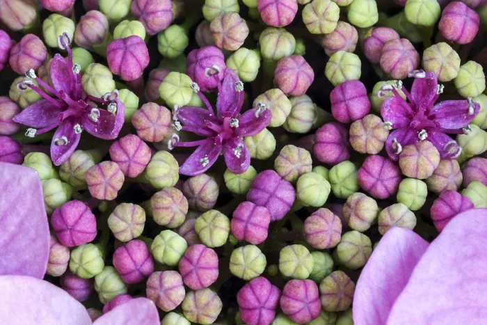 Stampa con cornice : Hydrangea a foglie grandi (Hydrangea macrophylla)