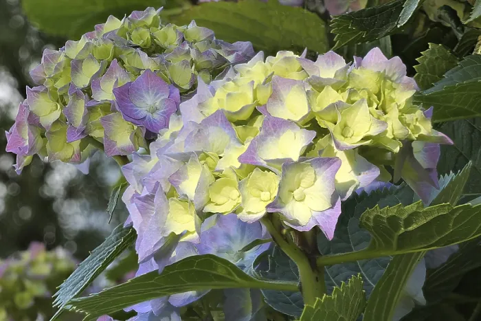 Stampa con cornice : Bigliamo macrofilla (Hydrangea macrophylla) in fiore, Renania Settentrionale-Vestfalia, Germania Stampa con cornice : Bigliamo macrofilla (Hydrangea macrophylla) in fiore, Renania Settentrionale-Vestfalia, Germania