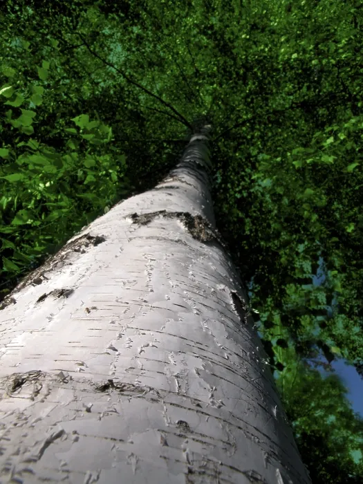 Stampa con cornice : Birch Stampa con cornice : Birch
