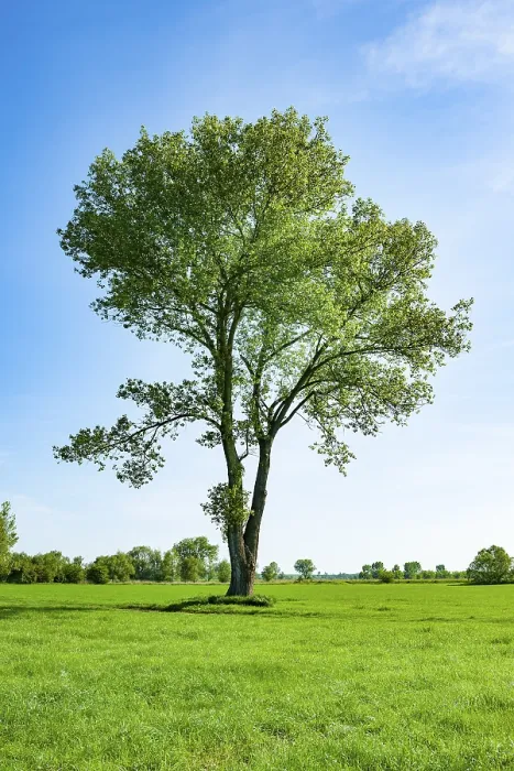 Stampa con cornice : Poppolo nero (Populus), primavera, Turingia, Germania. Stampa con cornice : Poppolo nero (Populus), primavera, Turingia, Germania.
