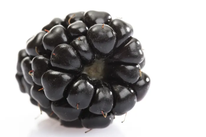 Stampa con cornice : Blackberry Stampa con cornice : Blackberry