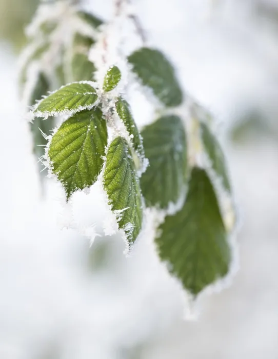 Stampa con cornice : Blackberry (Rubus sectio Rubus) Stampa con cornice : Blackberry (Rubus sectio Rubus)
