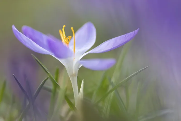 Stampa con cornice : Crocus in fiore (Crocus) in primavera. Stampa con cornice : Crocus in fiore (Crocus) in primavera.