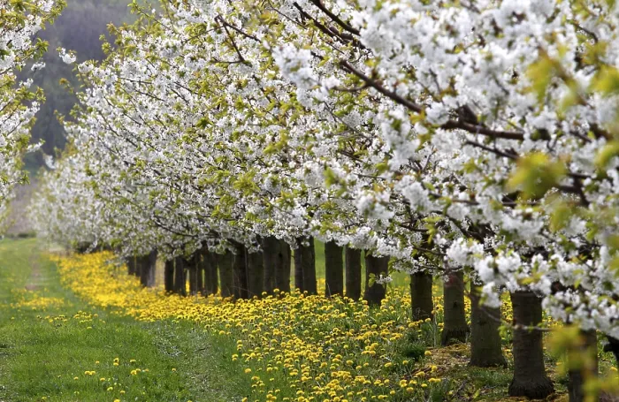 Stampa con cornice : Blossoming cherry trees in Germania Stampa con cornice : Blossoming cherry trees in Germania