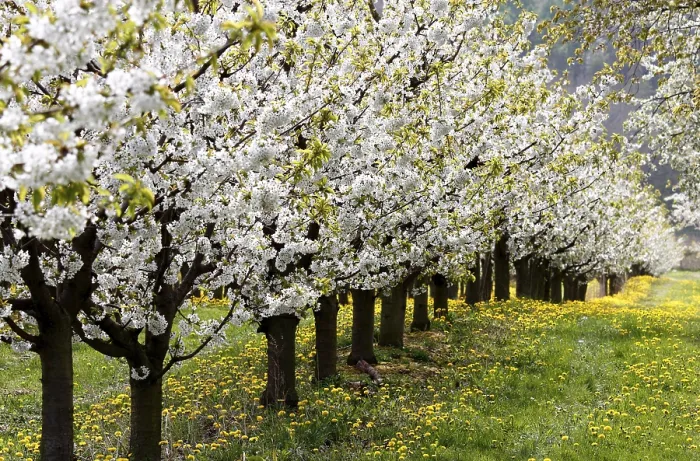 Stampa con cornice : Alberi di ciliegio in fiore, Turingia.