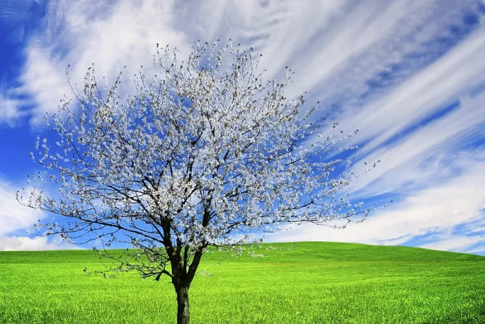 Stampa con cornice : Albero in fiore Stampa con cornice : Albero in fiore