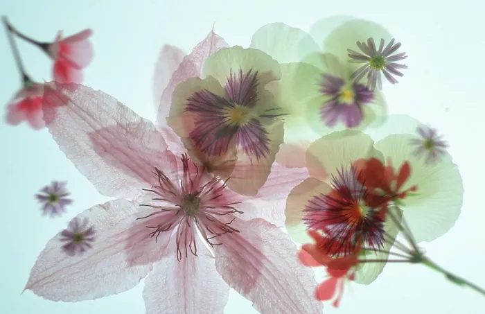 Stampa con cornice : Blossoms Stampa con cornice : Blossoms